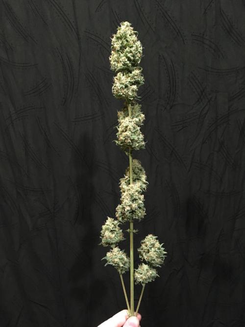 GorillaCookies StrawberryBanana AUTO. Week 12