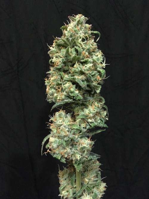 GorillaCookies StrawberryBanana AUTO. Week 12