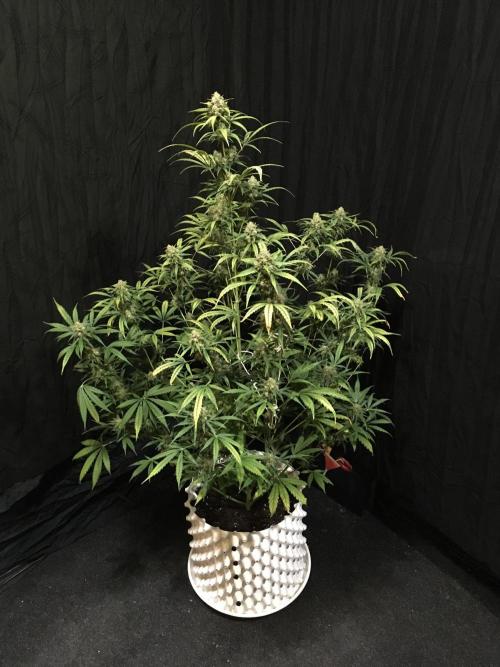 GorillaCookies StrawberryBanana AUTO. Week 12 - Strawberry Banana #2