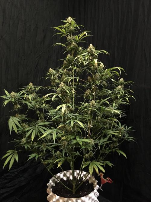 GorillaCookies StrawberryBanana AUTO. Week 12