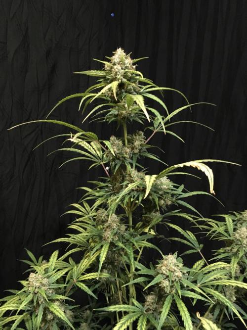GorillaCookies StrawberryBanana AUTO. Week 12