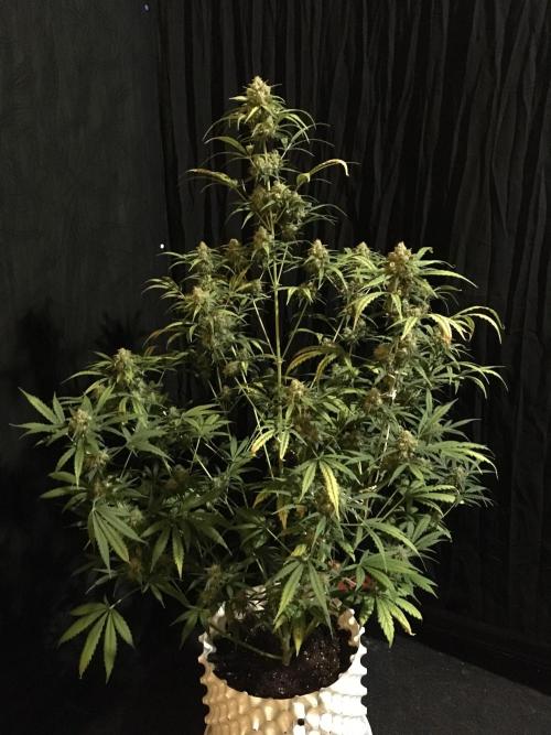 GorillaCookies StrawberryBanana AUTO. Week 12