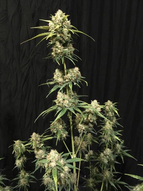 GorillaCookies StrawberryBanana AUTO. Week 12