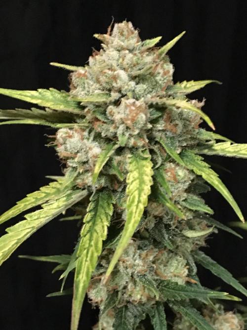 GorillaCookies StrawberryBanana AUTO. Week 12