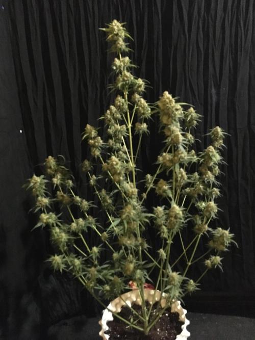 GorillaCookies StrawberryBanana AUTO. Week 12