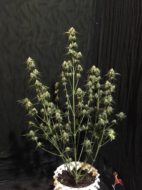 GorillaCookies StrawberryBanana AUTO. Week 12