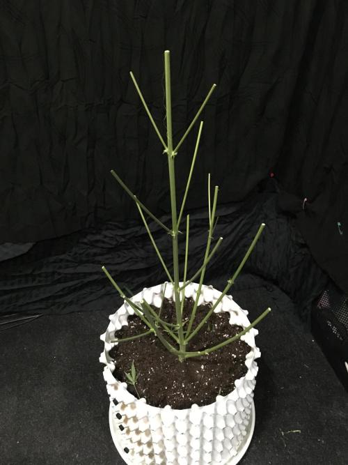 GorillaCookies StrawberryBanana AUTO. Week 12