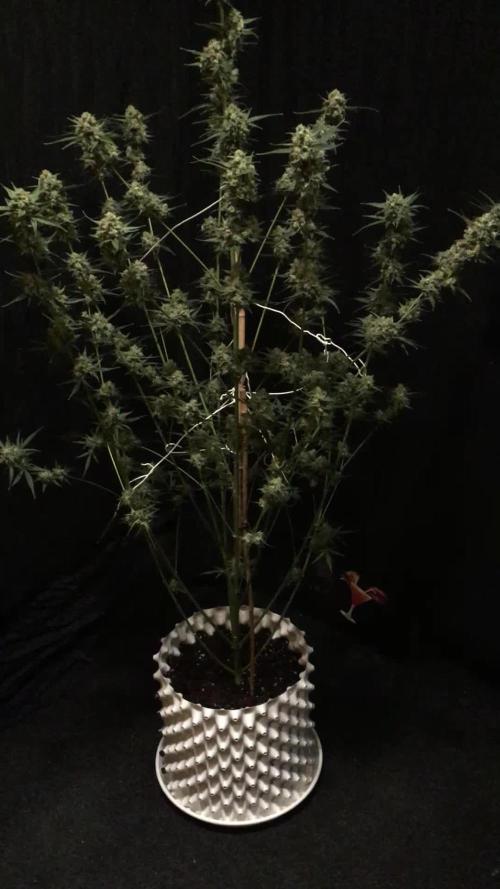 GorillaCookies StrawberryBanana AUTO
