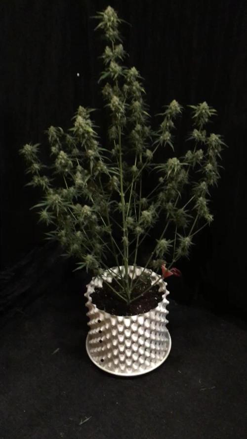 GorillaCookies StrawberryBanana AUTO