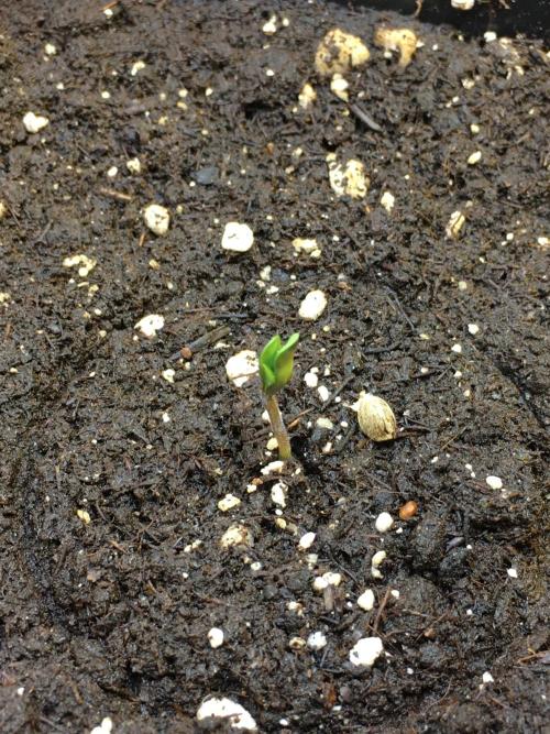 The Tropical Ice Cream One  F026. Week 1