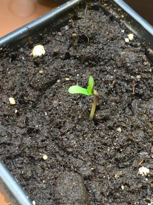 The Tropical Ice Cream One  F026. Week 1