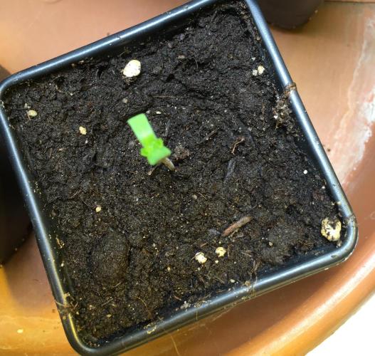 The Tropical Ice Cream One  F026. Week 1