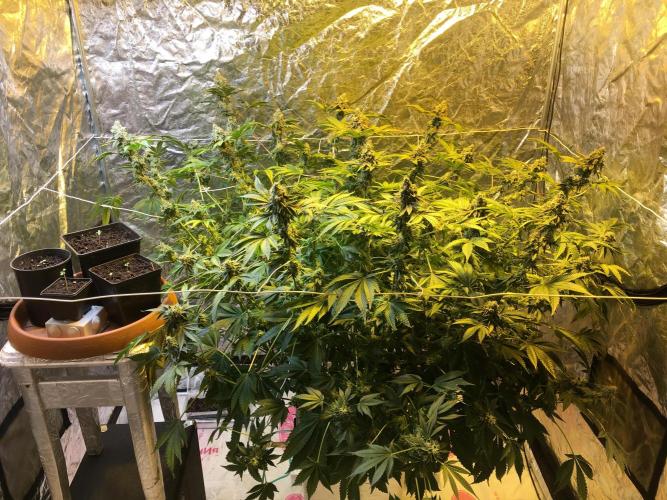 DWC Strawberry Chemdawg OG. Week 16