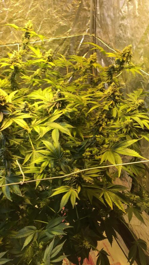 DWC Strawberry Chemdawg OG