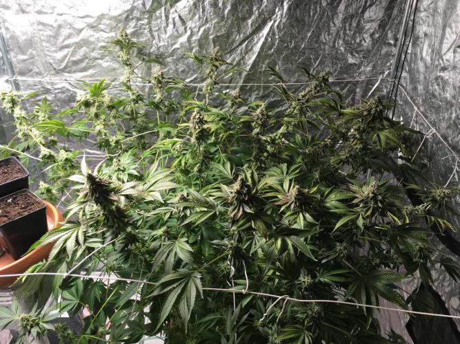DWC Strawberry Chemdawg OG. Week 17