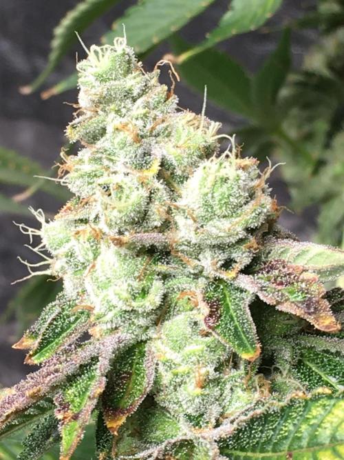 DWC Strawberry Chemdawg OG. Week 17