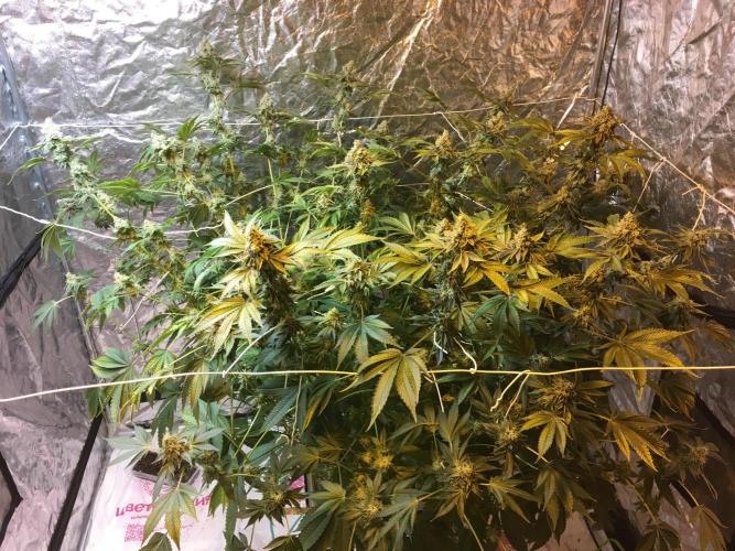 DWC Strawberry Chemdawg OG. Week 17