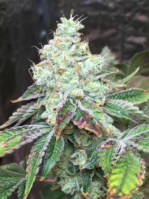 DWC Strawberry Chemdawg OG. Week 17