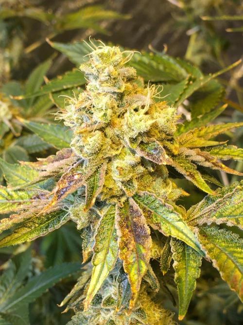 DWC Strawberry Chemdawg OG. Week 17