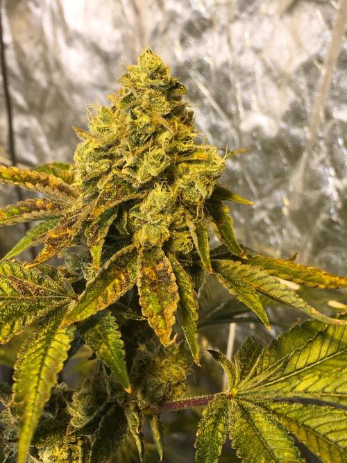 DWC Strawberry Chemdawg OG. Week 17