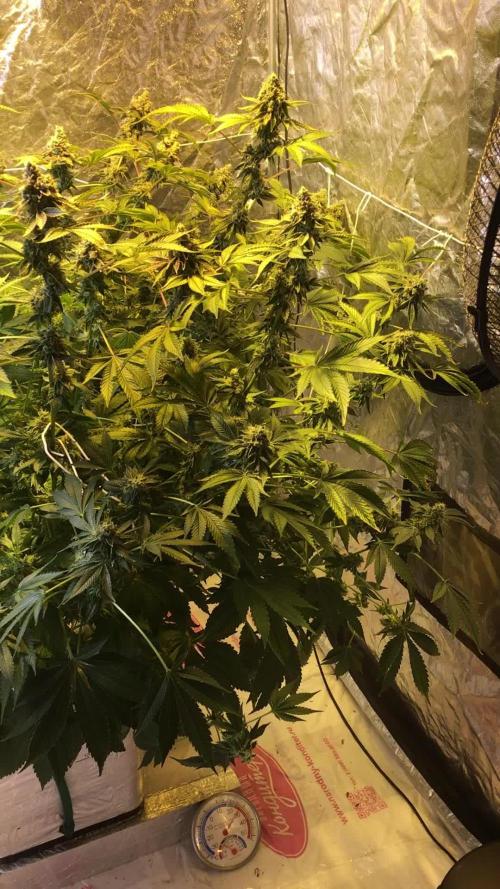 DWC Strawberry Chemdawg OG
