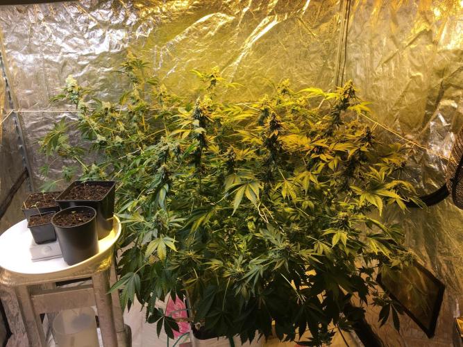 DWC Strawberry Chemdawg OG. Week 17