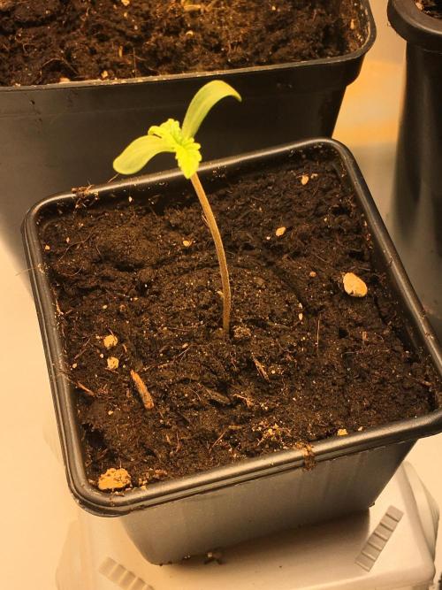 The Tropical Ice Cream One  F026. Week 1