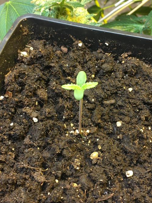 The Tropical Ice Cream One  F026. Week 1
