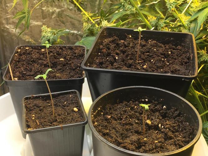 The Tropical Ice Cream One  F026. Week 1