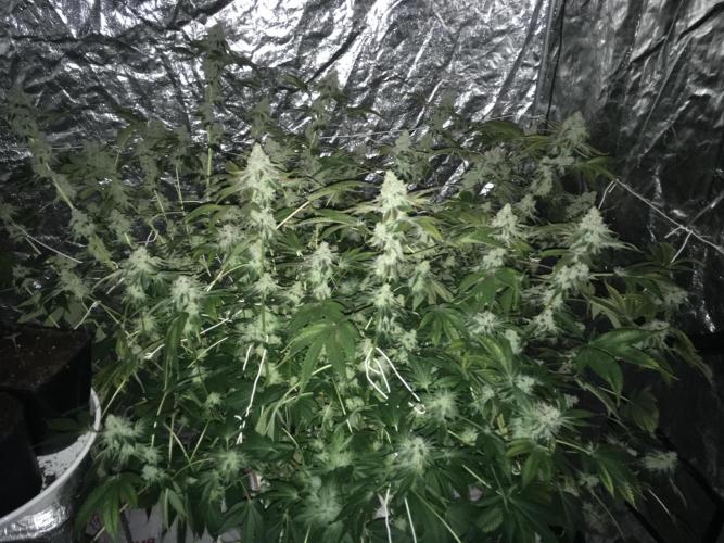 DWC Strawberry Chemdawg OG. Week 17
