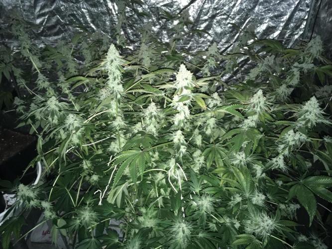 DWC Strawberry Chemdawg OG. Week 17