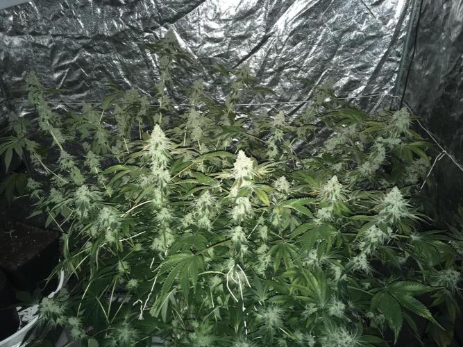 DWC Strawberry Chemdawg OG. Week 17