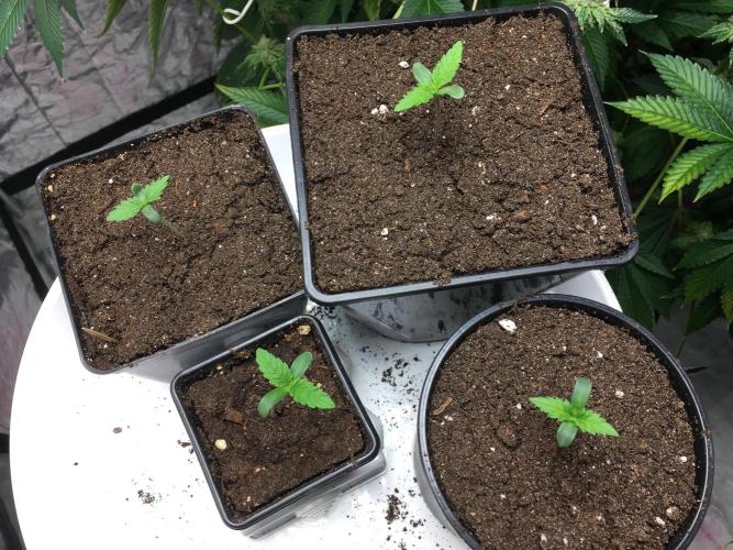The Tropical Ice Cream One  F026. Week 1