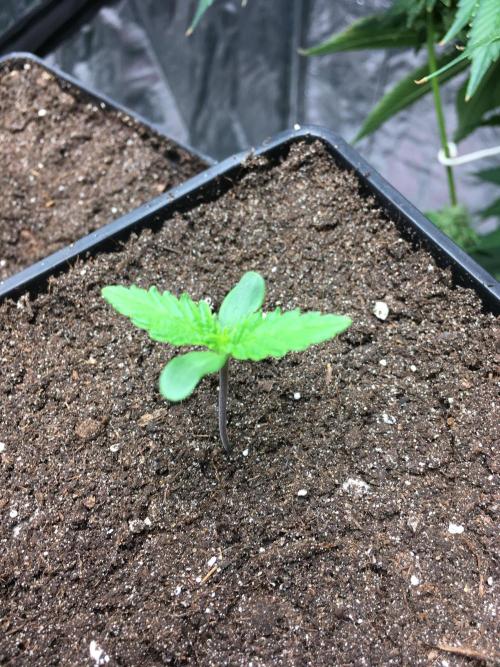 The Tropical Ice Cream One  F026. Week 1