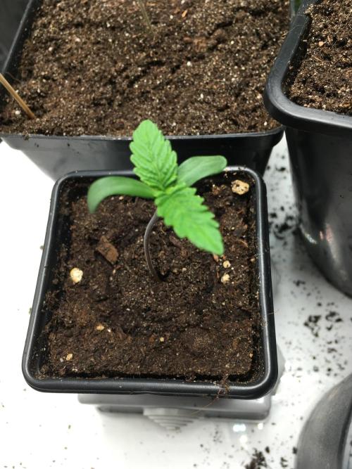 The Tropical Ice Cream One  F026. Week 1