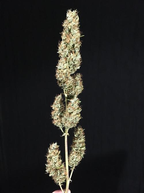 GorillaCookies StrawberryBanana AUTO. Week 12