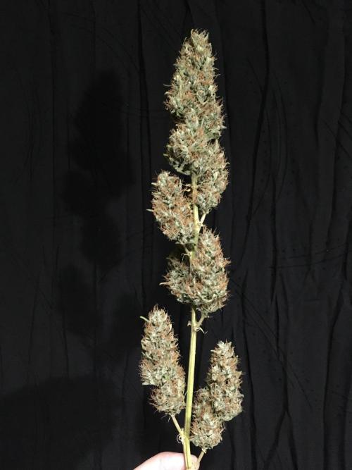 GorillaCookies StrawberryBanana AUTO. Week 12