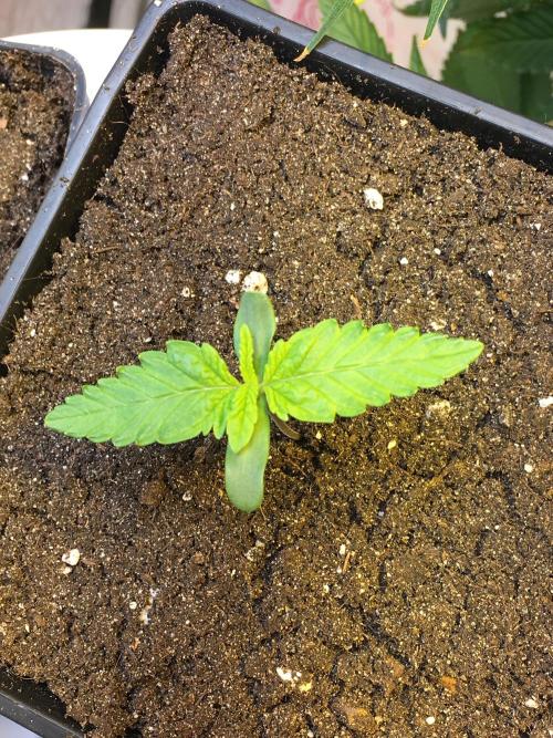 The Tropical Ice Cream One  F026. Week 1