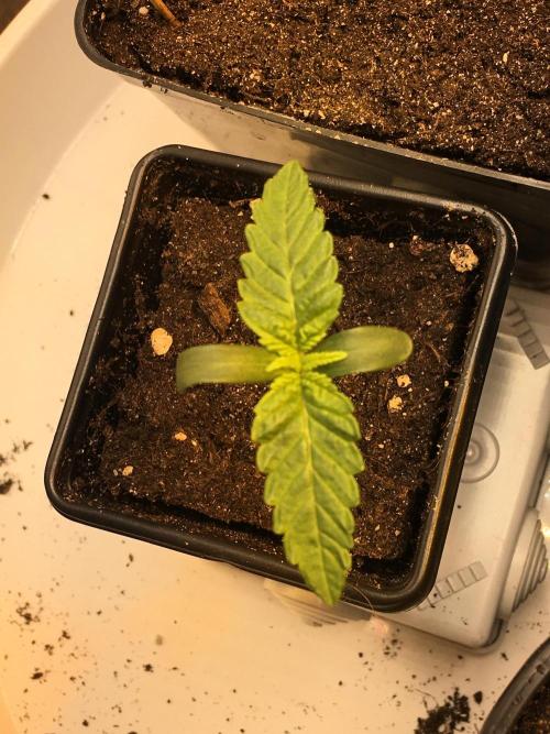 The Tropical Ice Cream One  F026. Week 1