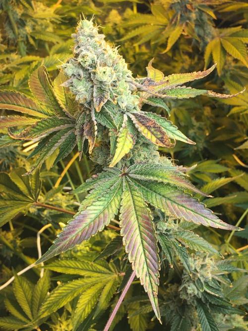 DWC Strawberry Chemdawg OG. Week 17