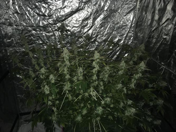 DWC Strawberry Chemdawg OG. Week 18