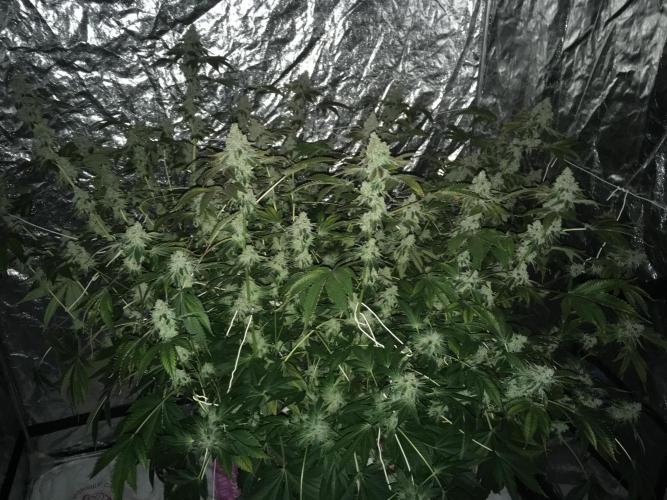 Strawberry Chemdawg OG. Week 18