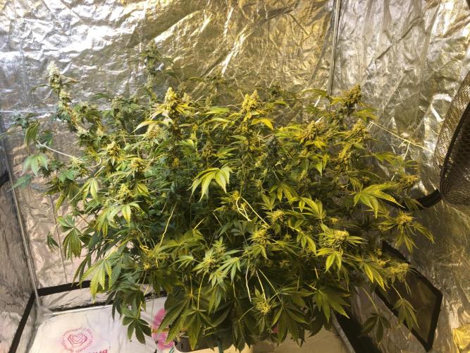 DWC Strawberry Chemdawg OG. Week 18