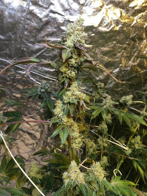 DWC Strawberry Chemdawg OG. Week 18