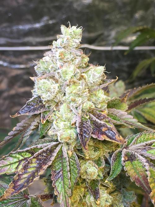 DWC Strawberry Chemdawg OG. Week 18