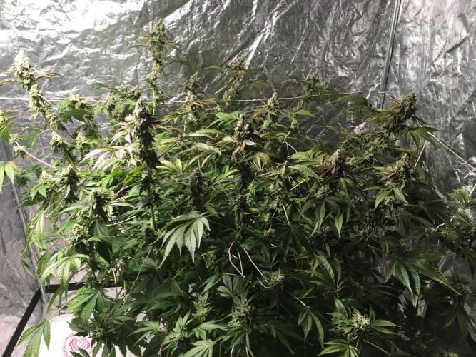 DWC Strawberry Chemdawg OG. Week 18