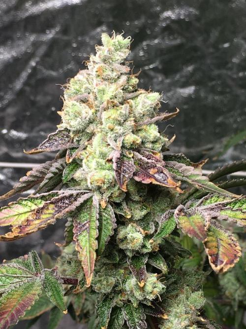 DWC Strawberry Chemdawg OG. Week 18