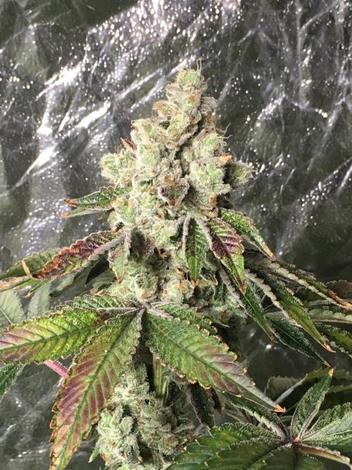 DWC Strawberry Chemdawg OG. Week 18