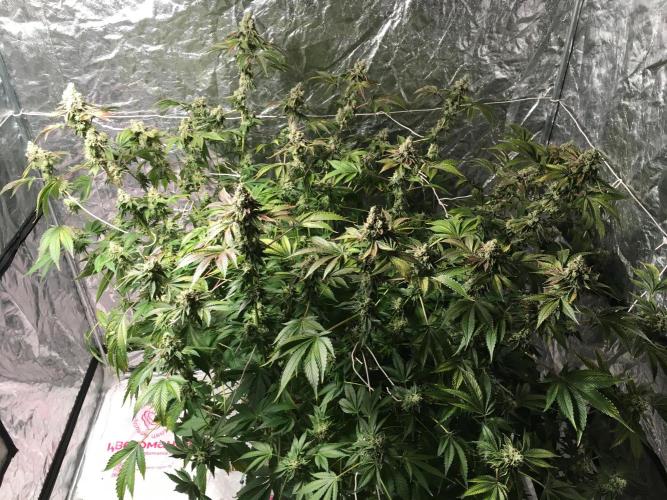 DWC Strawberry Chemdawg OG. Week 18