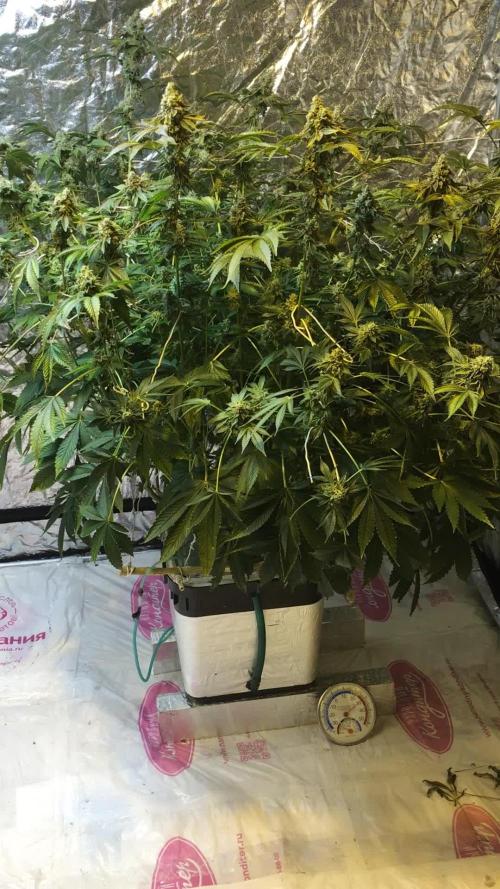 DWC Strawberry Chemdawg OG